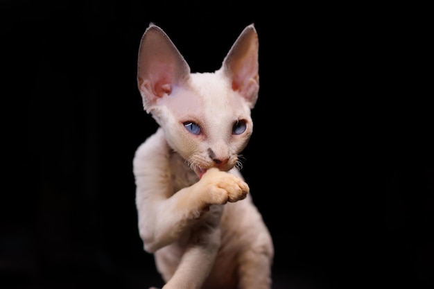 Um pequeno gatinho branco lambe sua pata e lava