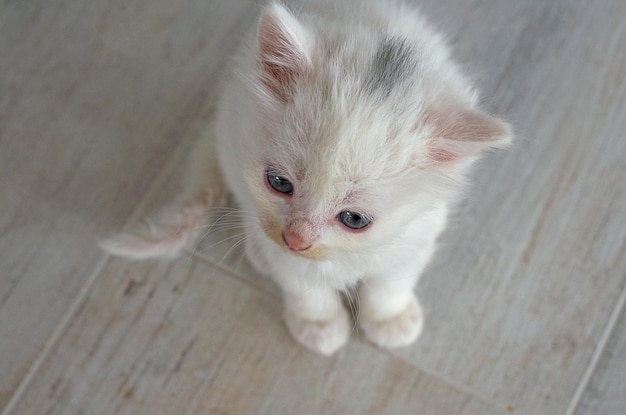 Um pequeno gatinho branco recém-nascido com olhos azuisFoco seletivo de capa de cartão postal