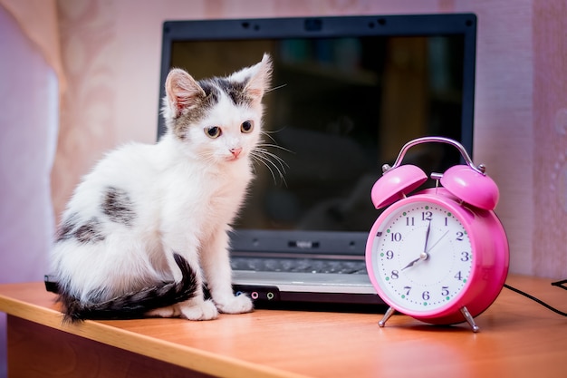 Um pequeno gatinho branco sentado perto de um laptop e um relógio. Começando um dia útil no escritório