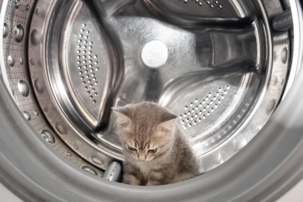 Um pequeno gatinho brincalhão escondido na máquina de lavar Um gatinho britânico cinza listrado está no tambor de uma máquina de lavar Animal de estimação engraçado Conceito de segurança para animais de estimação