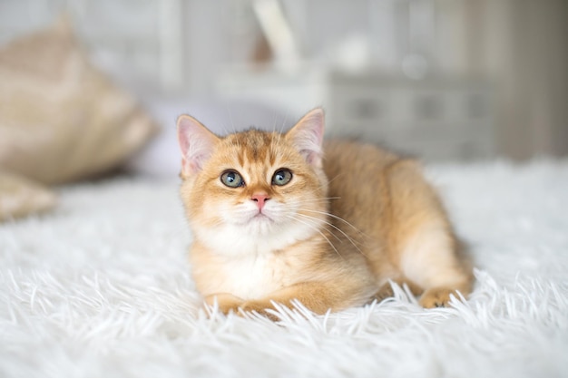 Um pequeno gatinho britânico ruivo está em um quarto em um cobertor branco e olha para cima