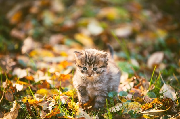 Um pequeno gatinho caminha sobre folhas caídas em um gramado de outono