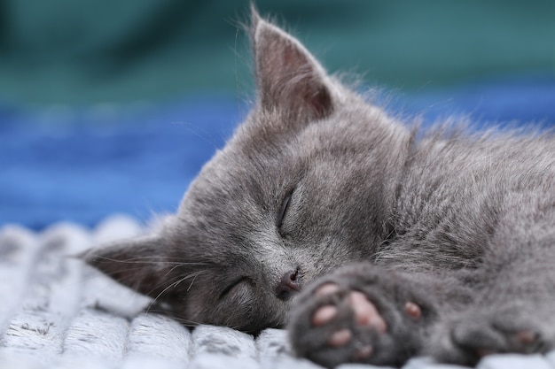 Um pequeno gatinho cinza adormece após brincadeiras ativas gato dormindo