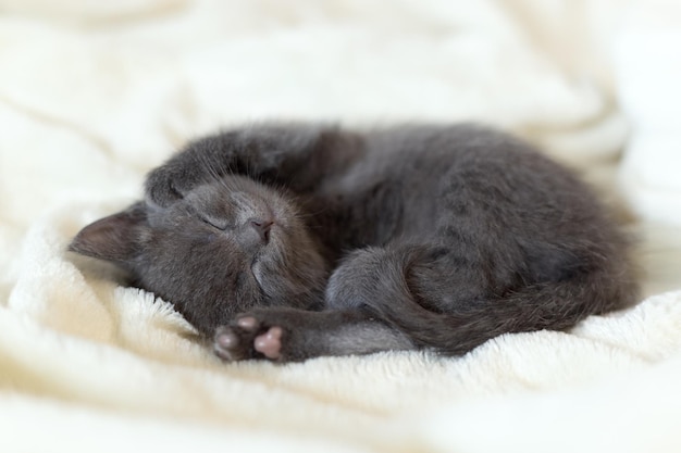 Um pequeno gatinho cinza dorme em uma colcha leve