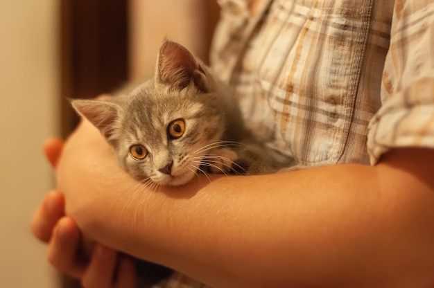 Um pequeno gatinho cinza está em seus braços Mão masculina e camisa xadrez
