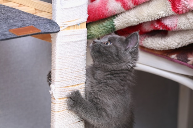 Um pequeno gatinho cinza sobe em um poste feito de corda para arranhar e afia os arranhões das garras