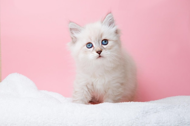 Um pequeno gatinho da raça Neva em um fundo rosa