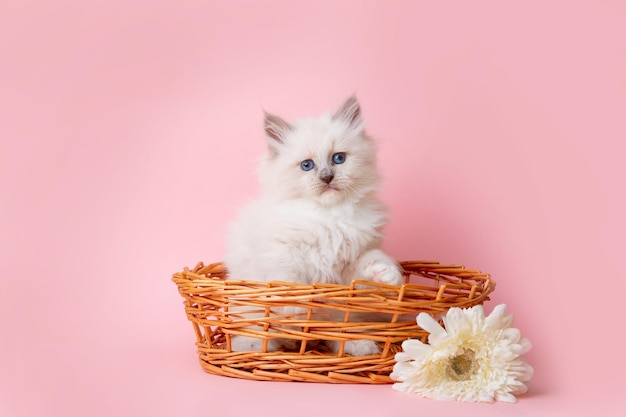 Um pequeno gatinho da raça Neva em uma cesta com uma flor em um fundo rosa