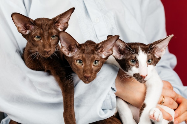 Um pequeno gatinho da raça oriental