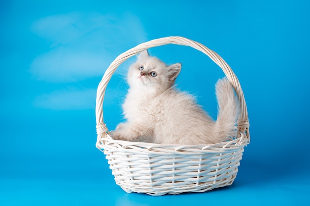 Um pequeno gatinho em uma cesta sobre um fundo azul