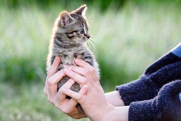 Um pequeno gatinho encantador nas mãos de uma garota no fundo de um gramado verde