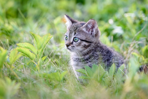 Um pequeno gatinho encantador no fundo de um gramado verde