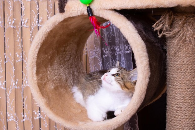 Um pequeno gatinho fofo brinca com brinquedos