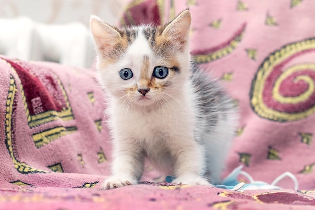 Um pequeno gatinho gentil em uma sala em uma poltrona olha com cuidado e cautela à frente