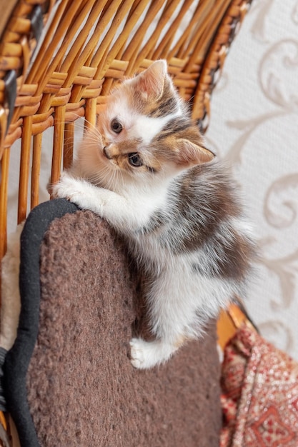 Um pequeno gatinho inquieto sobe na parte de trás da cadeira