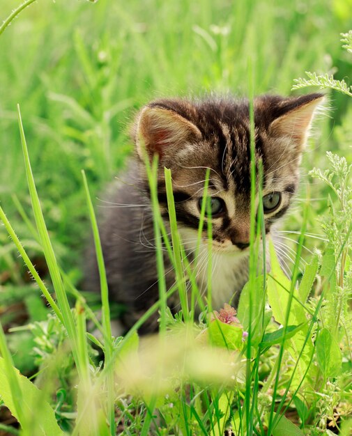 Um pequeno gatinho listrado atrás da grama verde