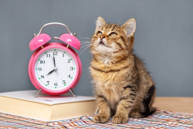 Um pequeno gatinho listrado está sentado perto de um livro e de um despertador e olha para cima