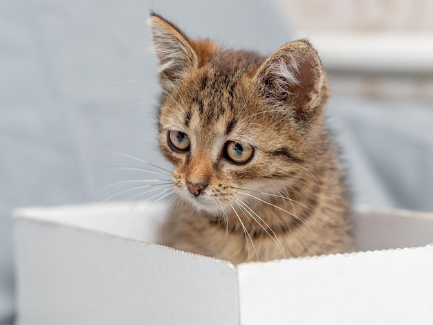 Um pequeno gatinho listrado senta-se em uma caixa de papelão