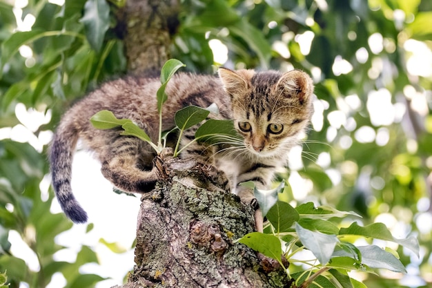 Um pequeno gatinho malhado em uma árvore no verão olha para baixo