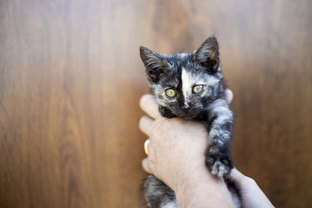 Um pequeno gatinho manchado de preto nas mãos de um homem. copie o espaço, coloque para o texto.