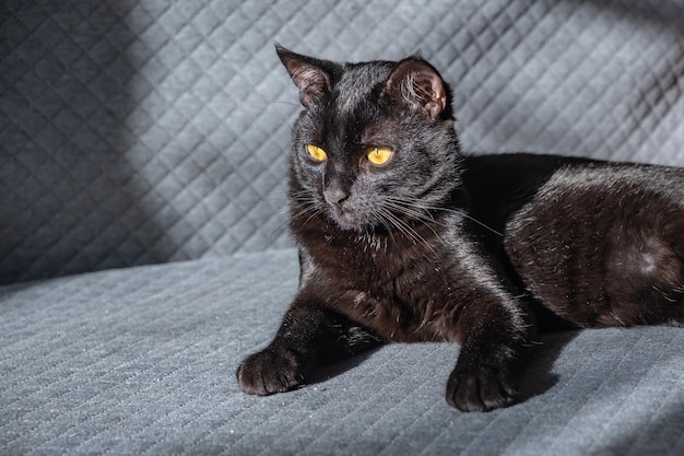 Foto um pequeno gatinho mestiço de mestiço doméstico preto e bonito fica em um fundo de tecido cinza