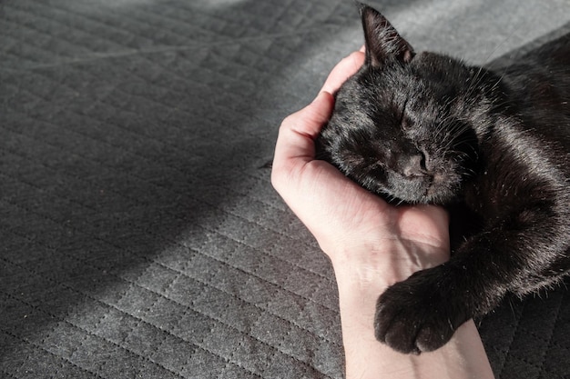 Foto um pequeno gatinho mestiço preto doméstico dorme doce com a cabeça sobre uma mão humana