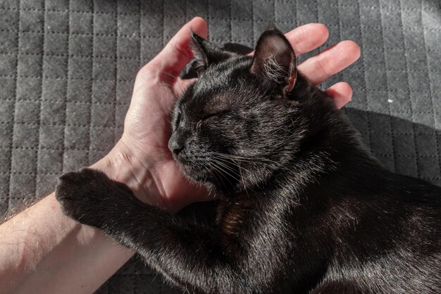 Foto um pequeno gatinho mestiço preto doméstico dorme doce com a cabeça sobre uma mão humana