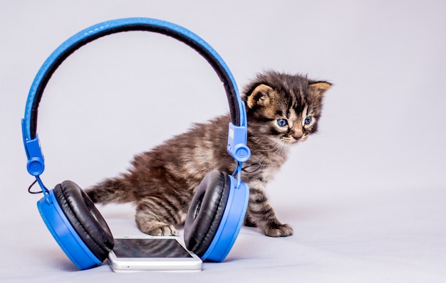 Um pequeno gatinho perto dos fones de ouvido e do celular. Ouça música clássica