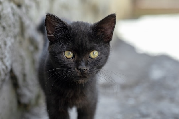 Um pequeno gatinho preto com olhos grandes e expressivos se esconde na sombra do calor no verão