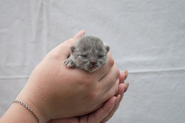 Um pequeno gatinho recém-nascido cego nas mãos de mulheres.