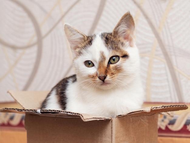 Um pequeno gatinho senta-se em uma caixa de papelão e olha para fora da caixa com cautela