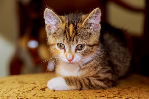 Um pequeno gatinho sentado em uma cadeira de madeira