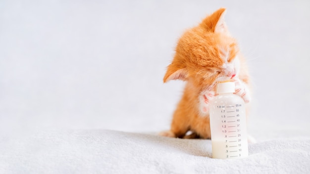 Um pequeno gatinho vermelho come comida de bebê de uma garrafa sentada em uma manta branca e macia.