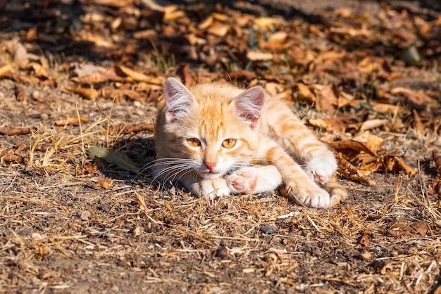 Um pequeno gatinho vermelho encontra-se na grama do outono Animais no outono