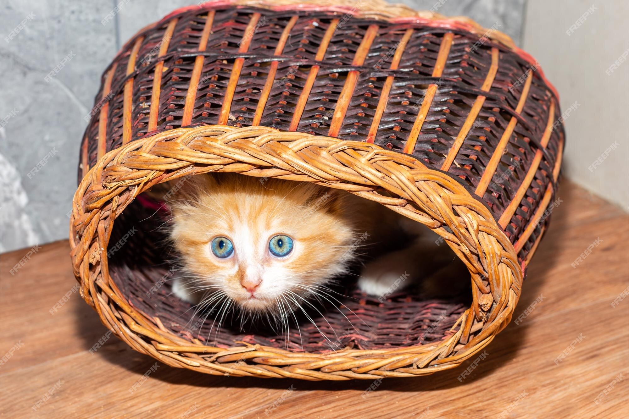 Um pequeno gatinho vermelho olha para fora de uma cesta de vime