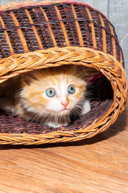 Um pequeno gatinho vermelho olha para fora de uma cesta de vime