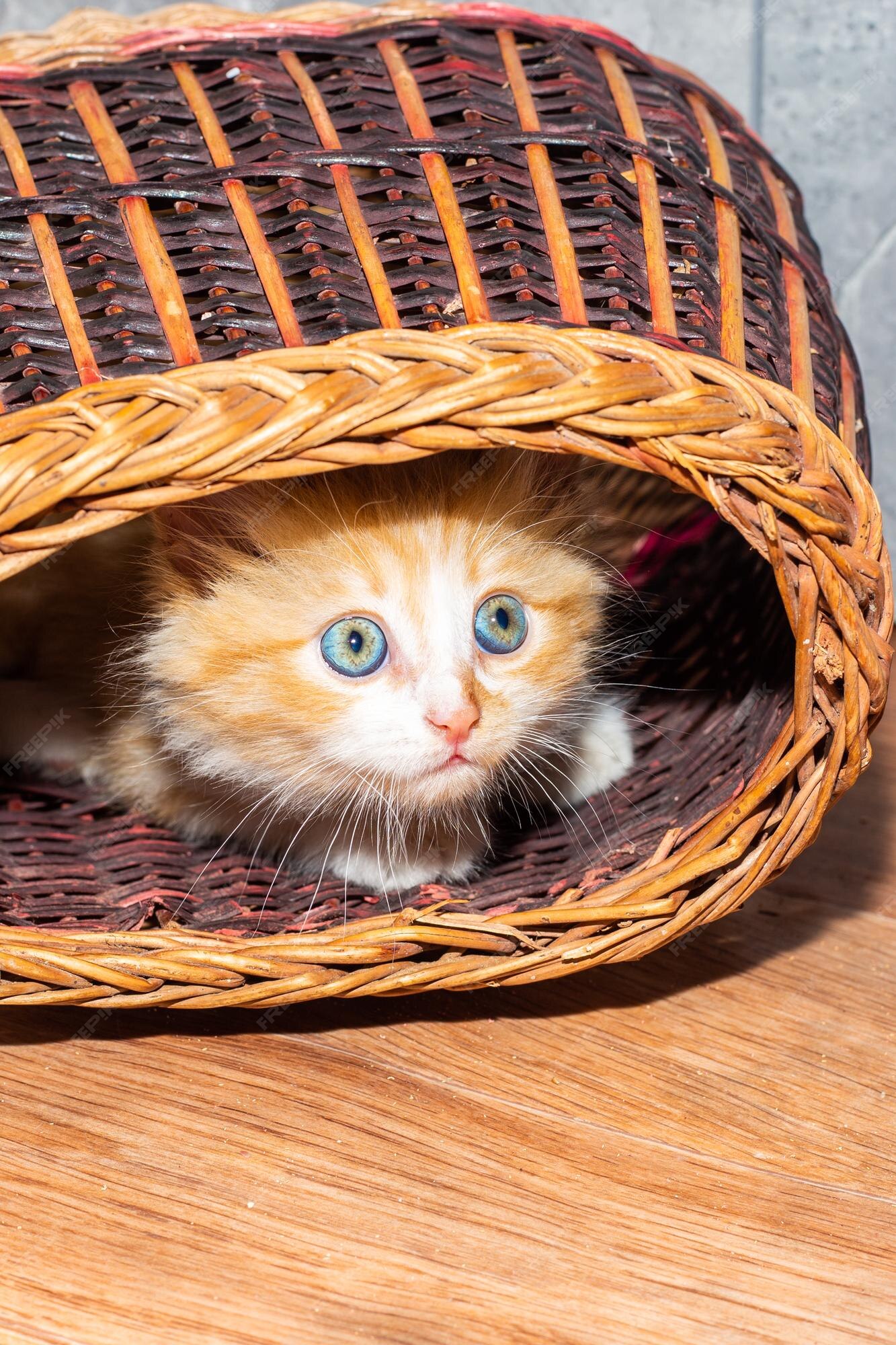 Um pequeno gatinho vermelho olha para fora de uma cesta de vime com  curiosidade jogos com bichinhos fofos