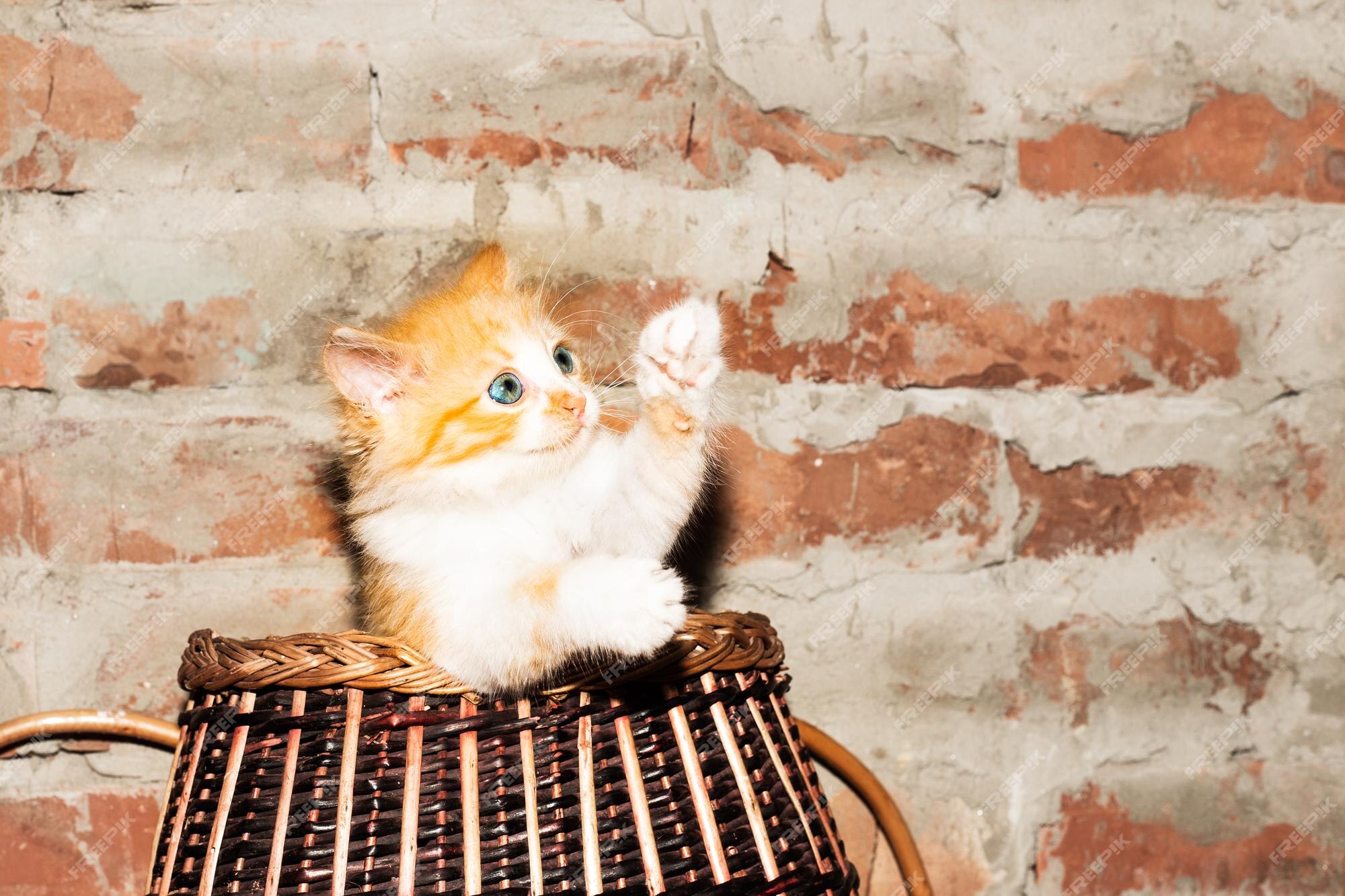 Um pequeno gatinho vermelho olha para fora de uma cesta de vime