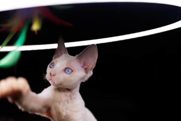 Um pequeno gato branco está brincando com penas multicoloridas sob uma lâmpada de iluminação