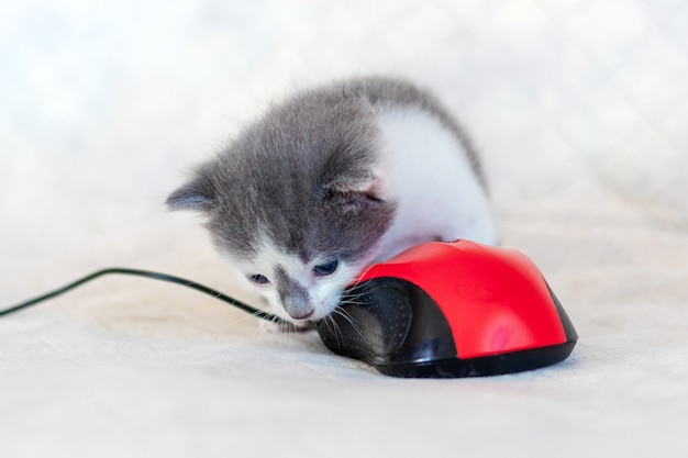 Um pequeno gato está brincando com um mouse de computador. Gato morde um mouse de computador