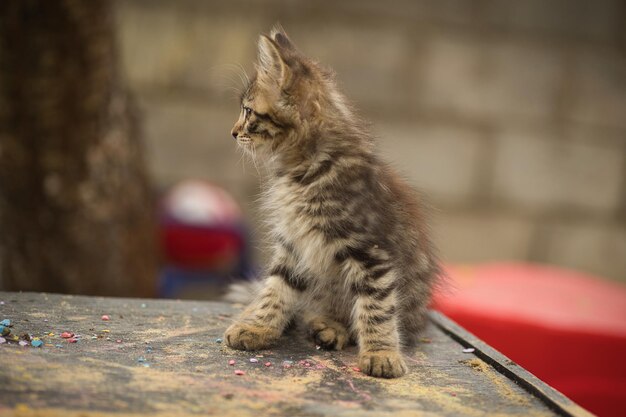 Foto um pequeno gato fofo posando para a câmera e olhando com seus lindos olhos amarelos