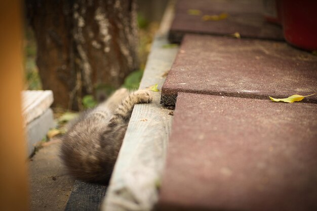 um pequeno gato fofo posando para a câmera e olhando com seus lindos olhos amarelos