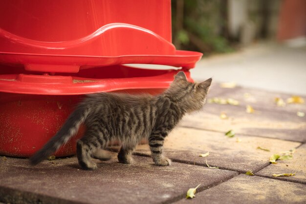 um pequeno gato fofo posando para a câmera e olhando com seus lindos olhos amarelos