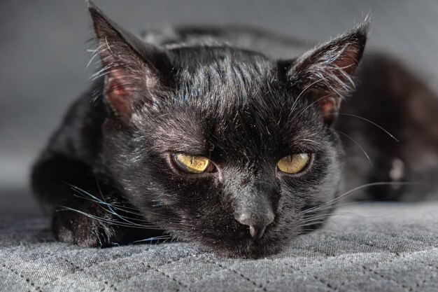 Foto um pequeno gato mestiço preto e lindo doméstico encontra-se em um fundo de tecido cinza cartão postal de protetor de tela de desktop bonito