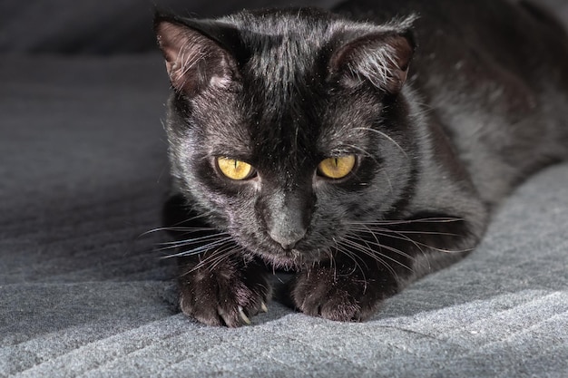 Foto um pequeno gato mestiço preto e lindo doméstico encontra-se em um fundo de tecido cinza cartão postal de protetor de tela de desktop bonito