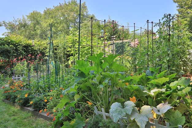 Um pequeno jardim com tomates, pimentas e plantas de zucchini com flores de margarida ao longo da fronteira
