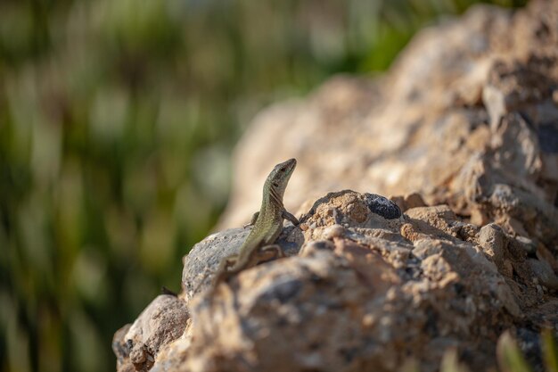 Um pequeno lagarto está sentado em uma natureza selvagem de pedra