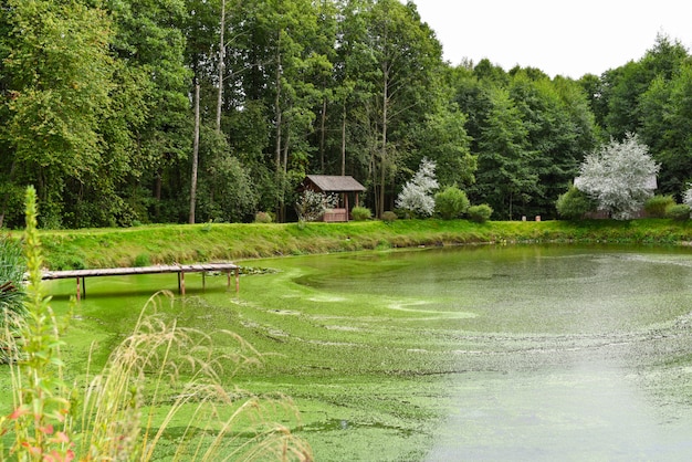 Um pequeno lago com algas verdes na floresta