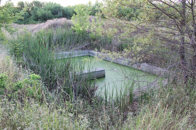 Um pequeno lago com algas verdes