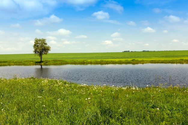 Um pequeno lago, fotografado na temporada de verão